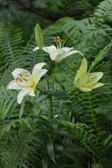 Landscaping, beautiful and large smelling flowers light, yellow, white lilies growing in home garden in summer.