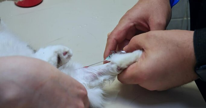 The veterinarian takes blood from a vein for analysis using a needle. The veterinarian holds the pet's paw in his hand while he draws blood from a vein for biochemical analysis.