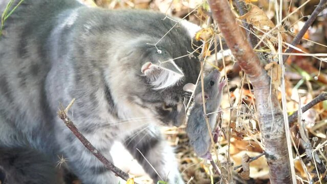 Cat playing with mouse or little rat in backyard, hunts in high grass outdoors. Pet catches rodents. Grey and white cat plays with a mouse in garden. Concept of pets natural instincts. Slow motion