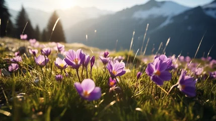 Poster copy space, stockphoto, beautiful alpine meadow with wild purple narcisses during spring time, warm morning light. View on wild crocus flowers in the alps during sunrise. Early morning alpine langscap © Dirk