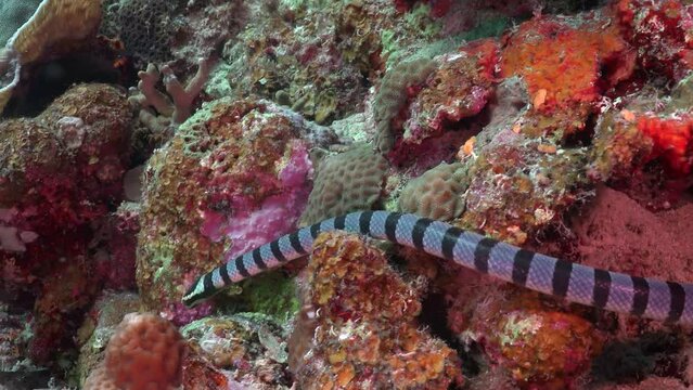 Sea snake (Laticauda colubrina), Tropical sea creatures 4K Slow motion
