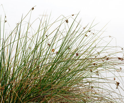soft rush, juncus effuses, Spiral rush, Twisted rush or Diffuse, Grass, Scattered rush, is a species of herbaceous plant in the family Juncaceae Rushes Allied Plants grows in humid areas.