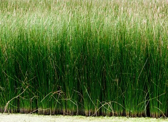 soft rush, juncus effuses, Spiral rush, Twisted rush or Diffuse, Grass, Scattered rush, is a...