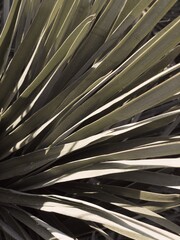 Tropical close up palm leaf mediterranean