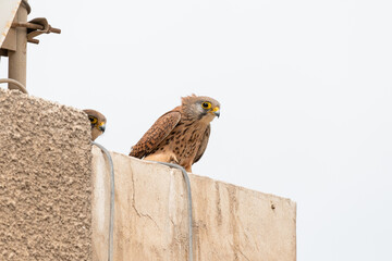 red tailed hawk looking for a prey from the roof