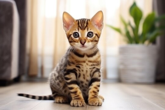 Cute bengal kitty cat sitting on the floor and looking at camera, A cute little Bengal kitten sitting on the floor at home, AI Generated