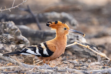 This African Hoopoe (Hoephoep) (Upupa Africana) is grooming though as if there is a great party coming! In the Kgalagadi Transfrontier Park, Kalahari near Craig Lockhart © Boshoff
