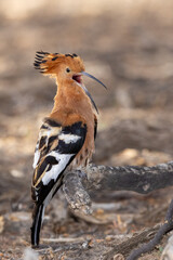 This African Hoopoe (Hoephoep) (Upupa Africana) is grooming though as if there is a great party coming! In the Kgalagadi Transfrontier Park, Kalahari near Craig Lockhart