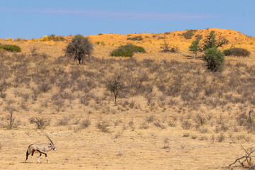 Solitary South African oryx (Oryx gazella) (Gemsbok) near Craig Lockhart in the Kgalagadi...