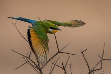 Swallow-tailed Bee-eater in flight (Swaelstertbyvreter) (Merops hirundineus) near Urikaruus in the...