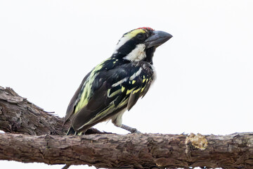 Acacia Pied Barbet (Bonthoutkapper) (Tricholaema leucomelas) at Montrose in the Kgalagadi...