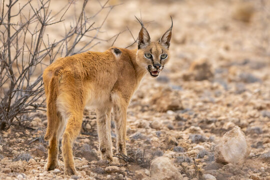 Caracal (Rooikat) (Felis Caracal caracal) near Urikaruus in the Kgalagadi Transfrontier Park in the Kalahari