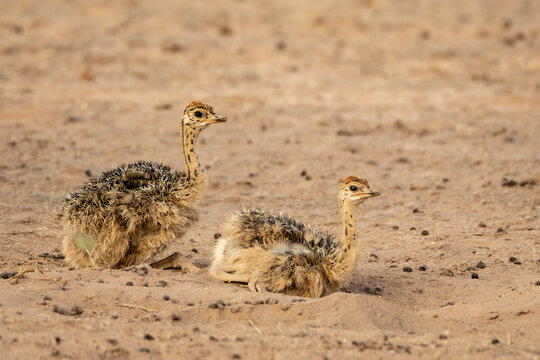 Very young South African Ostrich chicks (Struthio camelus australis) near Urikaruus in the Kgalagadi Transfrontier Park