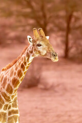 Fototapeta premium Giraffe coming for an early evening drink (Giraffa camelopardalis giraffa) at Urikaruus in the Kgalagadi Transfrontier Park