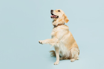 Full body cute adorable lovely purebred golden retriever Labrador dog raise up paw isolated on...
