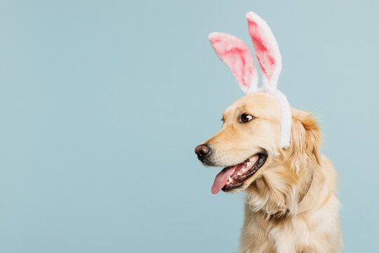 Adorable purebred golden retriever Labrador dog wears rabbit bunny ears look aside isolated on plain pastel light blue background studio portrait. Celebrating Easter holiday, animal shelter concept.