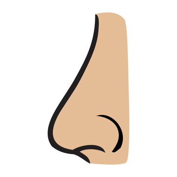 nose vector illustration