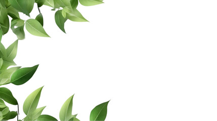 Fresh green leaves isolated, on transparent background, text copy space