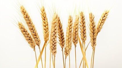 wheat set against a white backdrop, isolated, close up, vegetarian food, Generative AI.