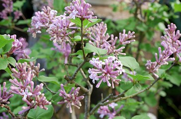 Fototapeta premium ライラックの蕾20220402