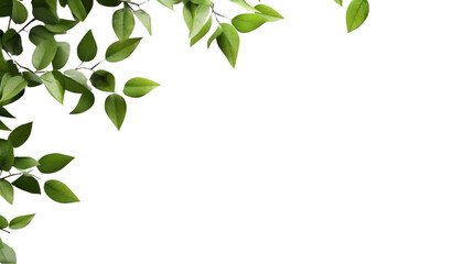 Fresh green leaves isolated, on transparent background, text copy space