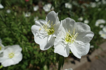 Pair of white flowers of Oenothera speciosa in June