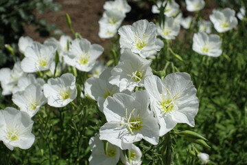 Simple white flowers of Oenothera speciosa in June