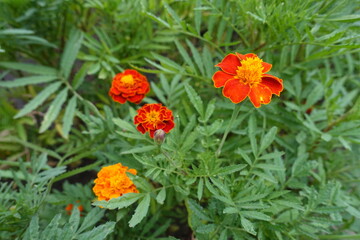4 red and yellow flowers of Tagetes patula in mid July