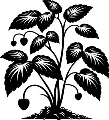 Obraz premium Drosophyllaceae plant icon 12