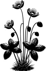 Droseraceae plant icon 2