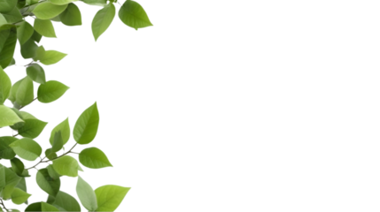 Fresh green leaves isolated, on transparent background, text copy space