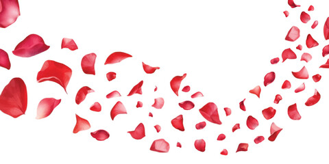Watercolor red rose petals falling on white background.