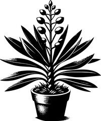 Didiereaceae plant icon 8