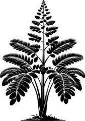 Datiscaceae Plant icon 4