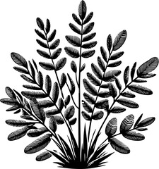 Cunoniaceae plant icon 11