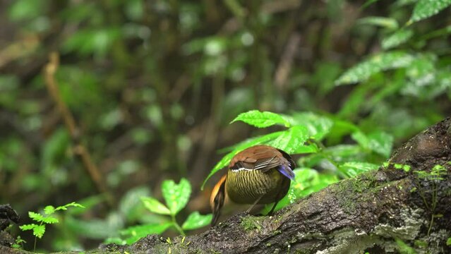javan banded pitta bird is perched on a tree trunk