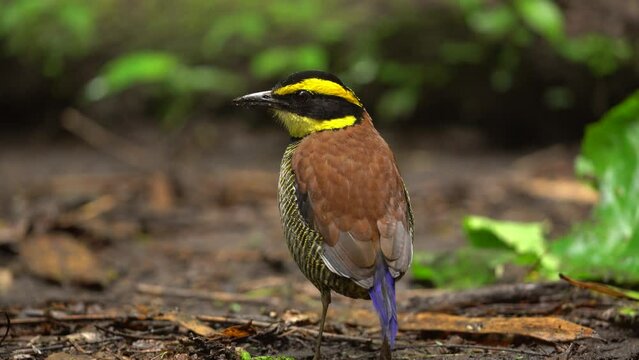 a javan banded pitta bird is standing on the wet ground