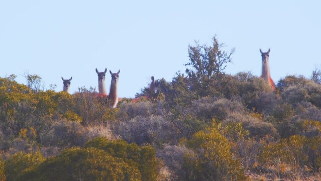 Herd of alert looking Guanacos looking down the slope with their ears erect and blue sky behind 