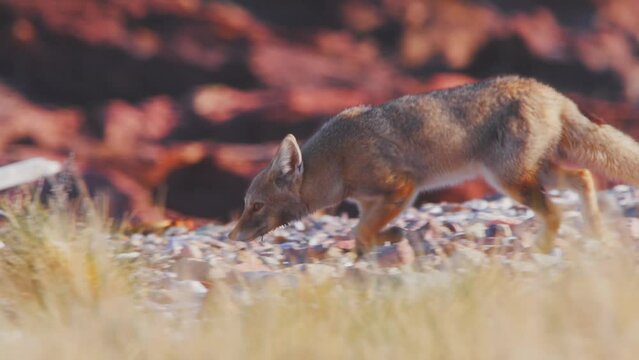 Patagonian fox ambling over the sandy surface between the dry grasses in search of food