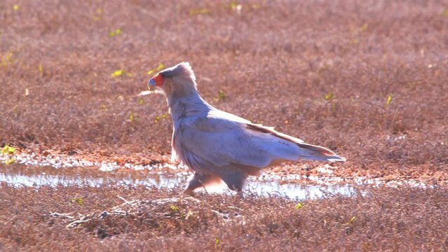 Crested Caracara walking on the dried grass besides a small pool of water backlit 