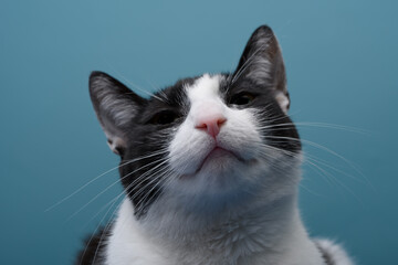 Portret rozmarzonego, szczęśliwego kota, który mruczy