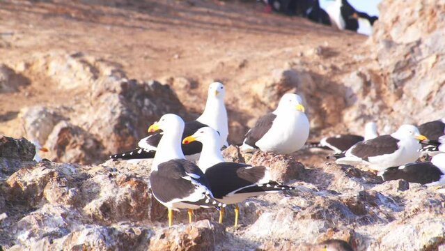 Small Flock of Kelp Gulls keeping a watchful eye on other nesting birds to attempt robbing the nests