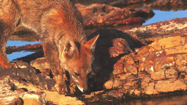 Patagonian Fox walks to the water and drinks its bit being cautious all the time on full alert 