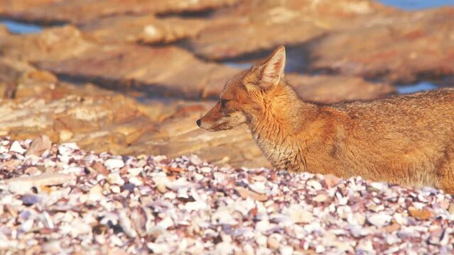 Tilt up shot showing a Patagonian Fox behind a mound of sand around multiple small pools of water  in golden light