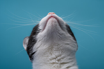 Izolowana broda kota z bliska, biały pysk od dołu i wibrysy