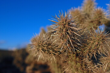 Cactus with sky