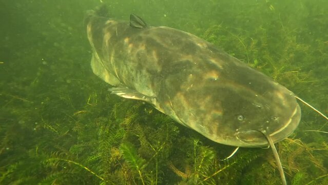 A giant catfish (Silurus glanis) turns around and approaches the camera twice