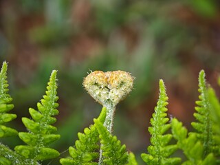 close up of fern leaf