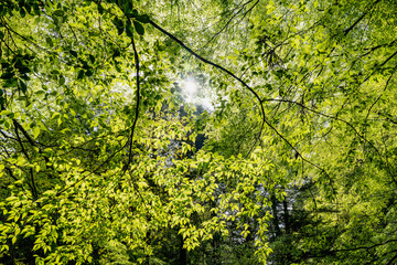 三重-【赤目四十八滝（新緑）】