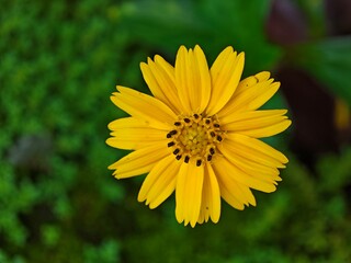 Wedelia Trilobata or Sphagneticola calendulacea flower